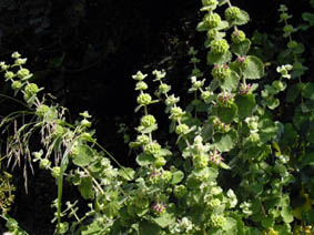Ballota hirsuta